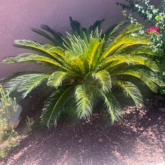 Sago Palm