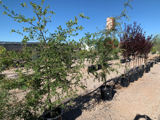 Chinese Elm