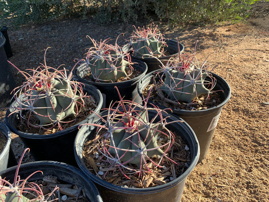 Fero Cactus Emoryi Covillei