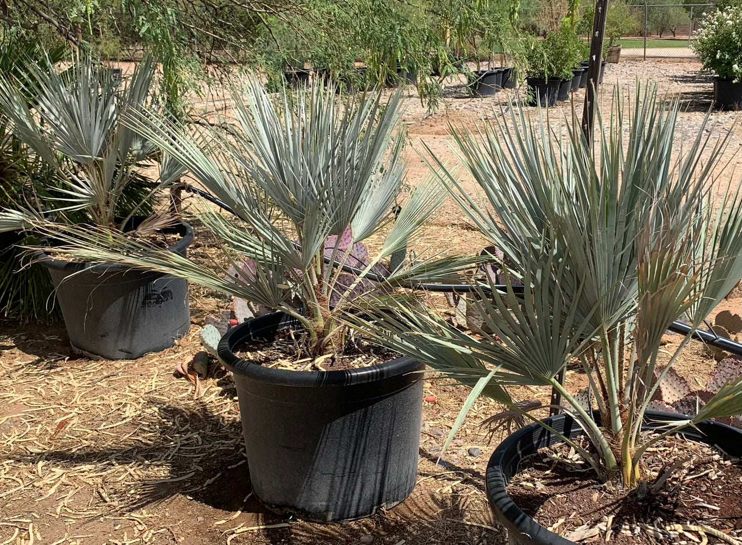 Blue Mexican Fan Palm