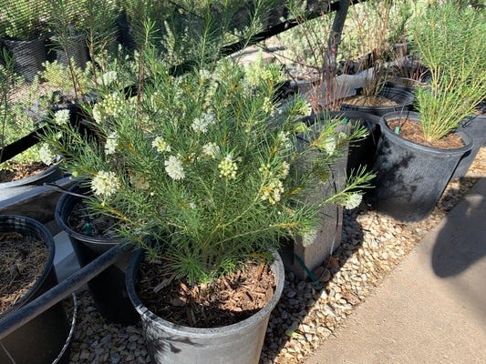 Desert Milkweed