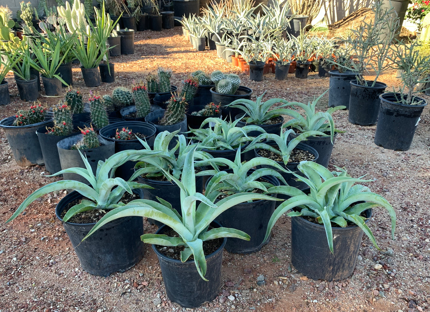 Octopus Agave