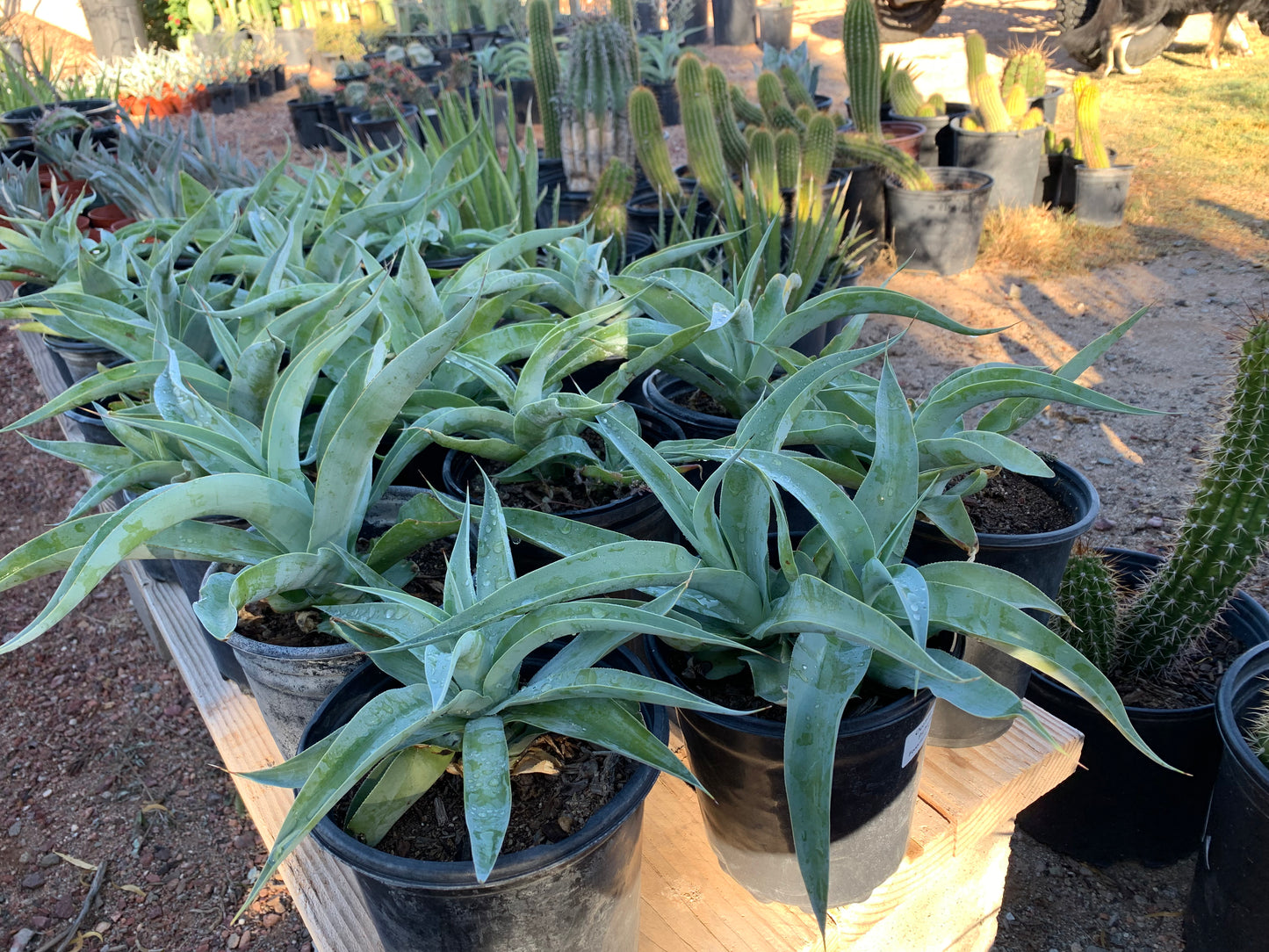 Octopus Agave