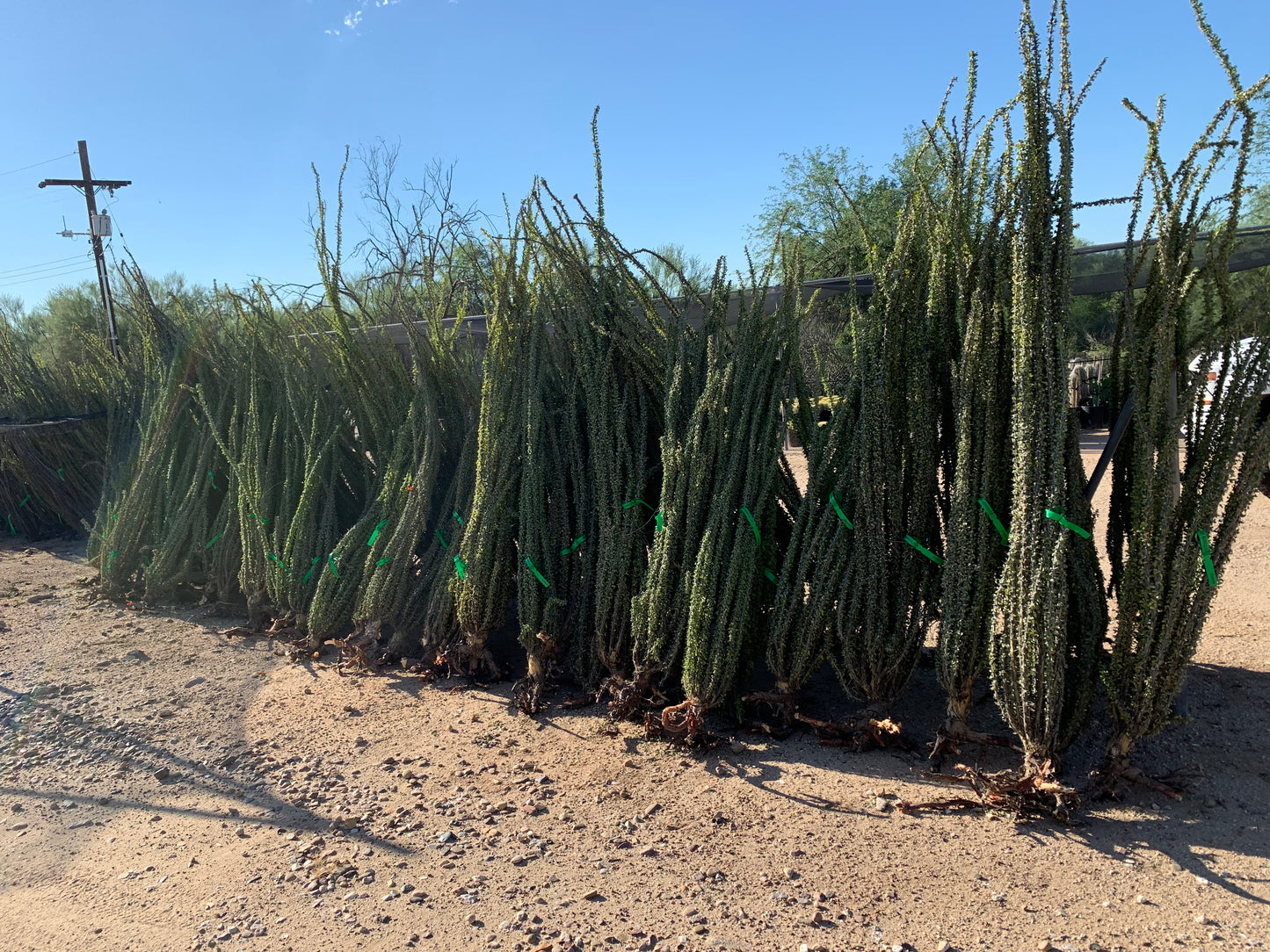 Ocotillo