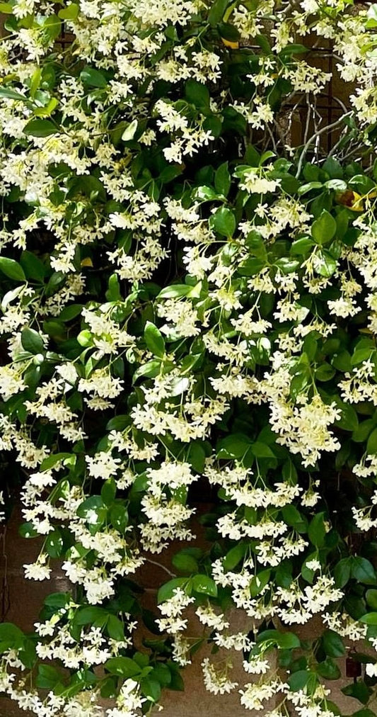 Star Jasmine