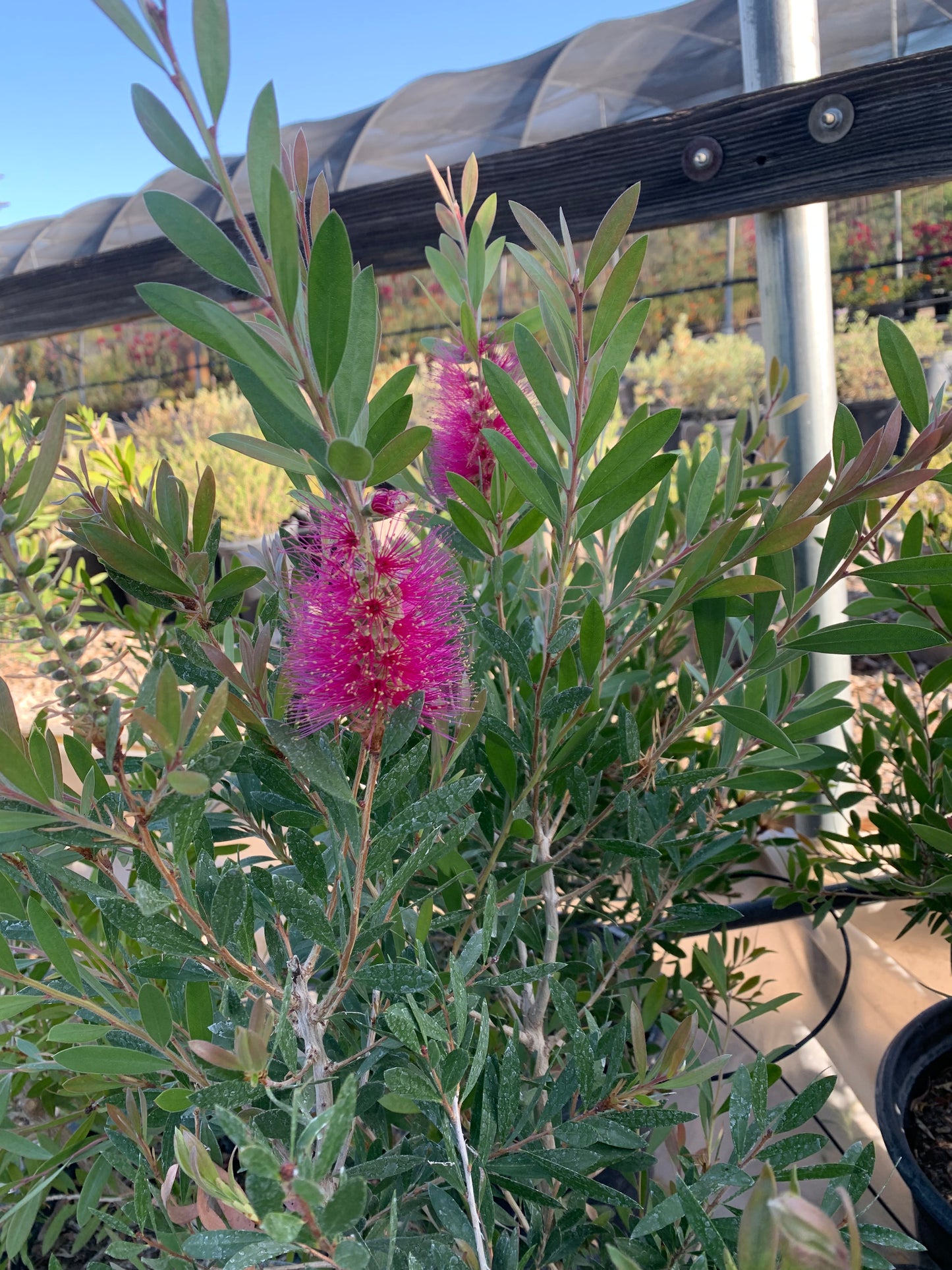 Bottlebrush